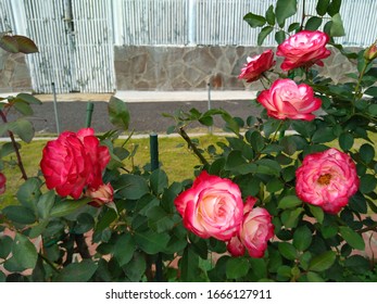 Beautiful roses in the garden.