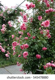 Beautiful roses in the garden - Shutterstock ID 545478880