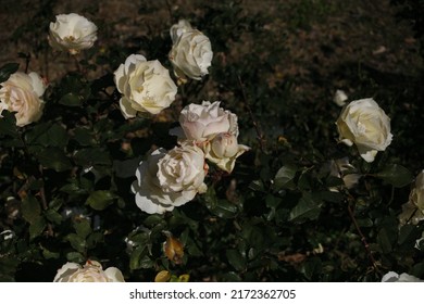 Beautiful Roses In The Moist Air