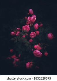 Beautiful roses on dark background. Rosa Damascena or Damask rose. Lush bush of pink roses with dark vignette. Romantic luxury background or wallpaper.Rosa Damascena 