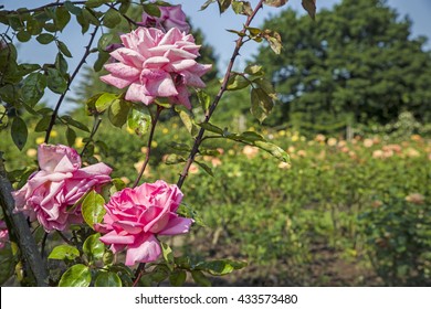 The Beautiful Roses In Queen Marys Gardens In Regents Park, London.