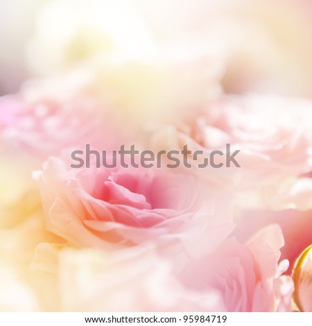 beautiful roses surrounded with other fowers. Made with color filters
