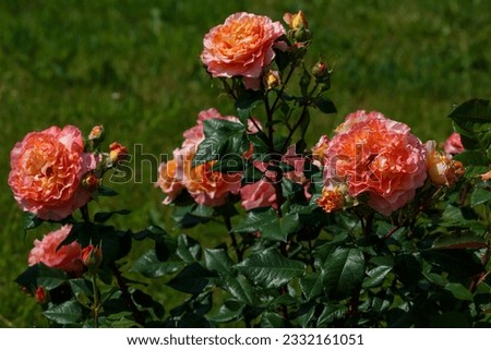 Beautiful roses tea-hybrid varieties of Augusta Louise in roses garden