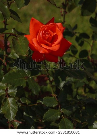 Beautiful roses tea-hybrid varieties of Beauty star in roses garden