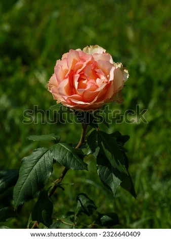 Beautiful roses tea-hybrid varieties of Jalitah in roses garden