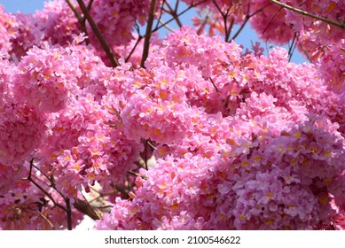 Beautiful Rosy Trumpet Tree in Fanling Hong Kong - Shutterstock ID 2100546622