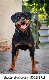 Beautiful Rottweiler Dog 