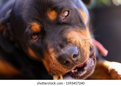 Beautiful Rottweiler Dog Eating Bone Close Stock Photo 1593457240 ...