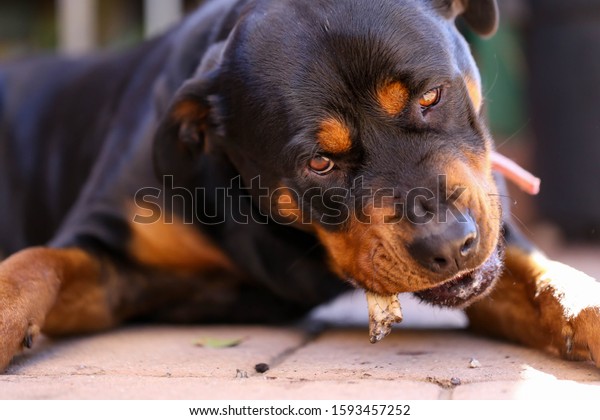 are bones safe for rottweiler puppies