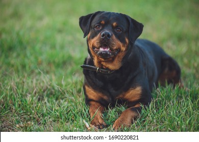 ロットワイラー犬 Hd Stock Images Shutterstock