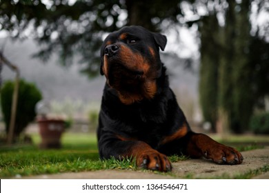 Angry Rottweiler Images, Stock Photos & Vectors | Shutterstock