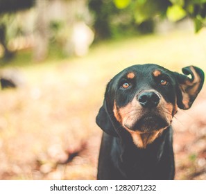 Beautiful Rottweiler mixed breed dog