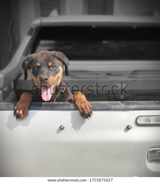 Beautiful\
rottweiler puppy playing in garden and\
cars