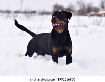 A beautiful rottweiler in the snow