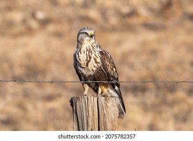 A Beautiful Rough-legged Hawk Perches Nicely On A Fencepost On Its Wintering Grounds In The Colorado High Country. Having Been Born In The Artic, Perhaps It Had Not Yet Learned To Fear Humans.