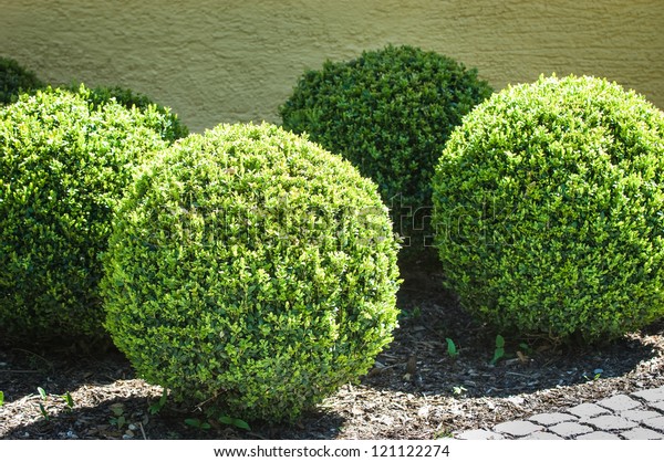 Beautiful Round Bushes Back Yard Vienna Stock Photo (Edit Now) 121122274