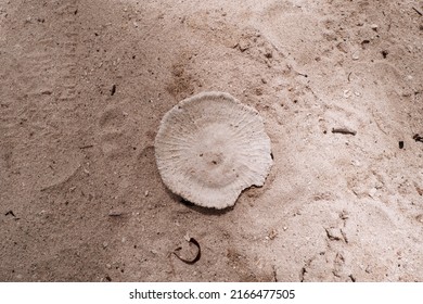 Beautiful Round Coral On White Sand