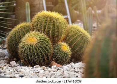 Beautiful Round Echinocactuses With Yellow Thorns Growing In A Garden Outdoors Lit By Sunlight