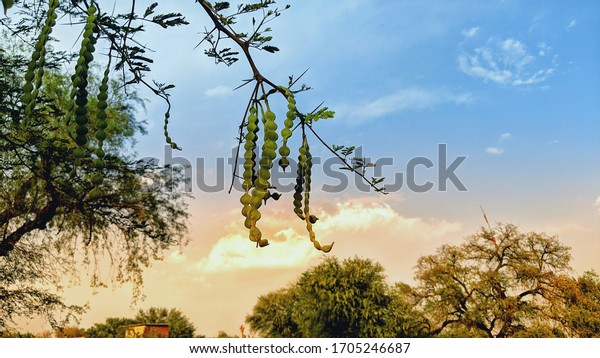 Beautiful round pods or beans of Acacia or\
Babool tree leaves with blue sky background. New growing organic\
pods of Acacia tree with sharp shiny\
thorns.