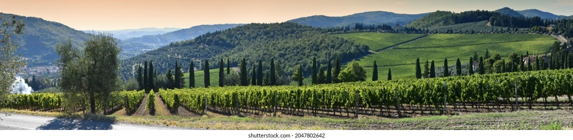 Beautiful rows of vines on september in the Chianti Classico Area near Pontassieve at sunset, harvest time. Vineyards in Tuscany, Italy.