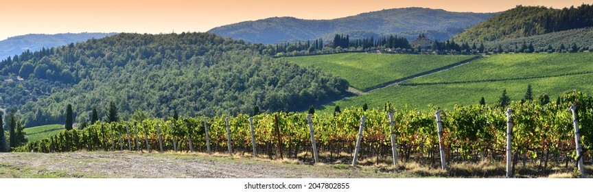 Beautiful rows of vines on september in the Chianti Classico Area near Pontassieve at sunset, harvest time. Vineyards in Tuscany, Italy.