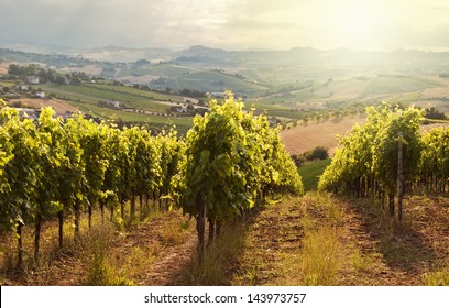 Beautiful rows of vineyard