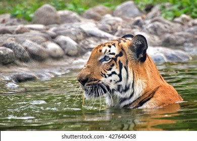 Beautiful Royal Bengal Tiger , Panthera Tigris, bathing in water. It is largest cat species and endangered , only found in Sundarban mangrove forest of India and Bangladesh.