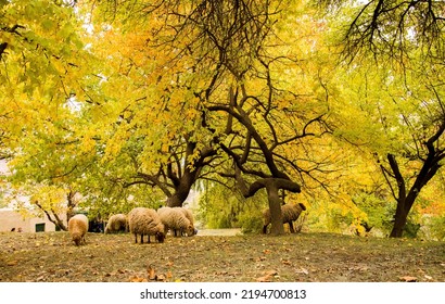 A Beautiful Royal Garden In Karimabad