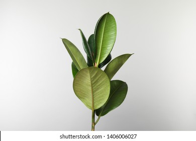 Beautiful Rubber Plant On White Background. Home Decor