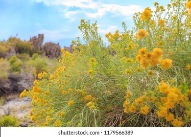 Beautiful Rubber Rabbitbrush Yellow Flower Blossom In Summer At Mono Lake, California