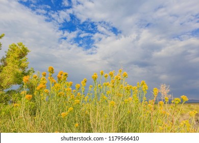 Beautiful Rubber Rabbitbrush Yellow Flower Blossom In Summer At Mono Lake, California