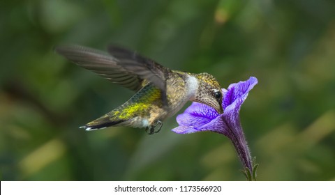 A Beautiful Ruby Throated Hummingbird Drinking From A Petunia