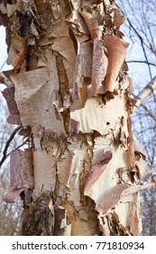 Beautiful Rugged Bark Of A River Birch Tree