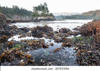 The beautiful and rugged coast of the Olympic peninsula in Washington state borders the Strait of Juan de Fuca and is only a short drive from Seattle. Tide pools, home to many species, are prevalent.
