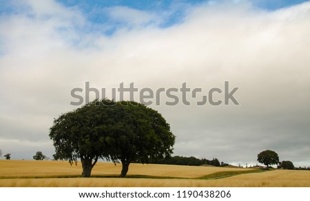Beautiful rural landsacpe of oak trees in a golden wheat field, blue sky white clouds, Black Isle, Inverness , Scotland, Summer after noon,