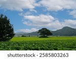 Beautiful rural landscape image of Jeongeup, Jeollabuk-do, Korea