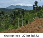 Beautiful rural landscape in West Java, Indonesia, featuring lush green hills, rice fields, and a majestic mountain range under a cloudy sky with lenticular clouds