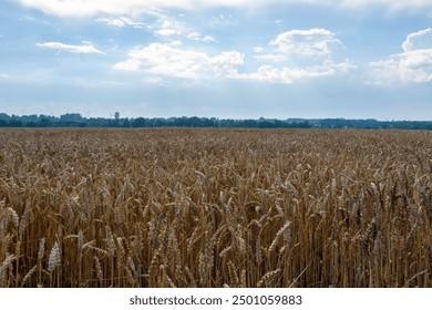 Beautiful rural landscape, wheat field with ripe golden ears, ready to harvest the cereal crop. Clouds and haze cover the blue sky and forest horizon before a thunderstorm. Backlight - Powered by Shutterstock