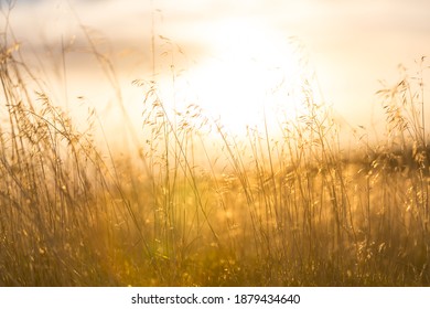 Beautiful rural landscape-meadow at sunrise