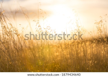 Similar – Image, Stock Photo Into the light Sunrise