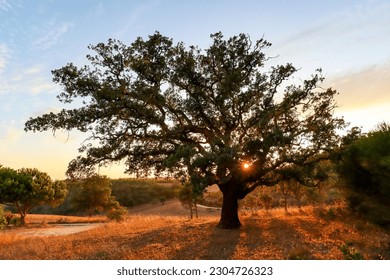 Beautiful rural portuguese landscape at Costa Vicentina with old Cork oak tree (Quercus suber) in evening sun, Alentejo Portugal Europe