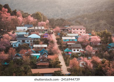 Beautiful rural scene of Thai tribe village with wild himalayan cherry tree blooming in springtime at Ban Rong Kla, Phu Hin Rong Kla National Park, Thailand