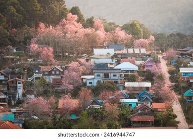 Beautiful rural scene of Thai tribe village with wild himalayan cherry tree blooming in springtime at Ban Rong Kla, Phu Hin Rong Kla National Park, Thailand