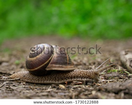 Similar – snail in moss Nature Grass