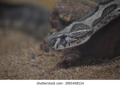 Beautiful Russells Viper Daboia Russelii Snake