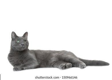 Beautiful Russian Blue Cat Lying On Isolated White Background