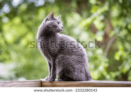 Beautiful Russian blue cat portrait outdoors in summer