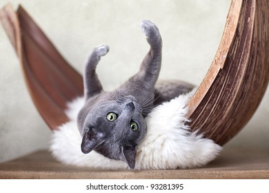 Russian Blue Cat Gorsel Stok Fotograf Ve Vektorleri Shutterstock