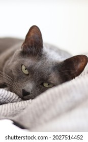 Beautiful Russian Blue Cat, Sleeping