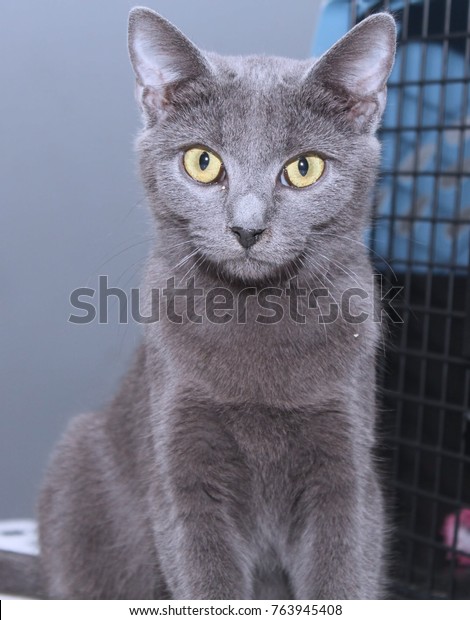 Beautiful Russian Blue Cat Yellow Eyes Stock Image Download Now